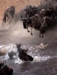 348 - GREAT MIGRATION OF WILDEBEEST 1 - AGAPOV SERGEY - russian federation <div